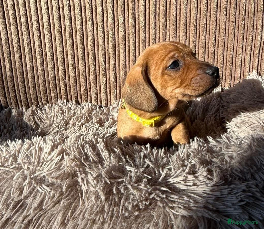Teckel (korthaar)  honden te koop: Teckel pups - Advertentie 8