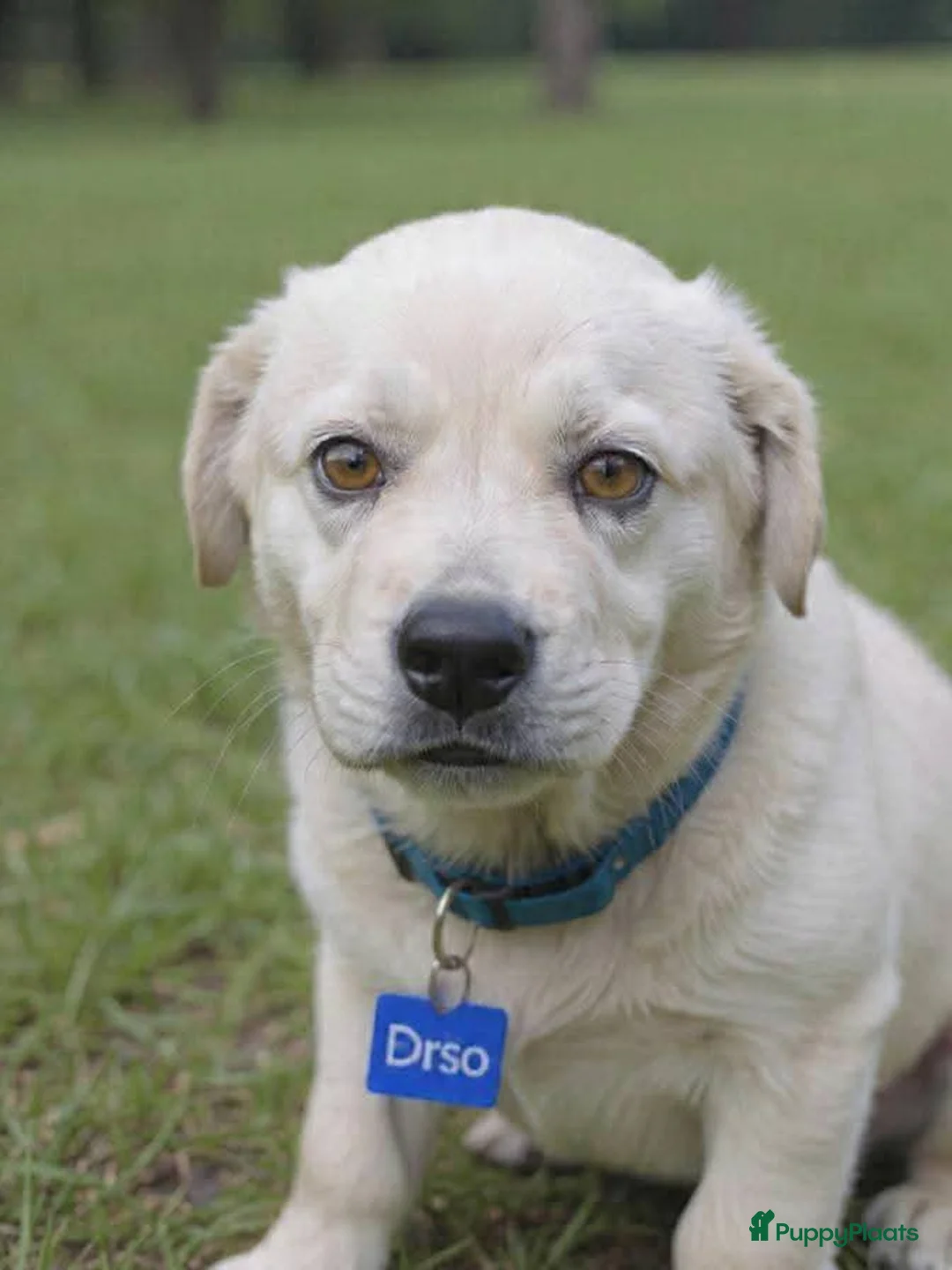 Kruising honden te koop: Orso zoekt baasje  - Advertentie 2