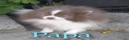 Pomeriaan honden te koop: Pomeriaan  - Advertentie 10