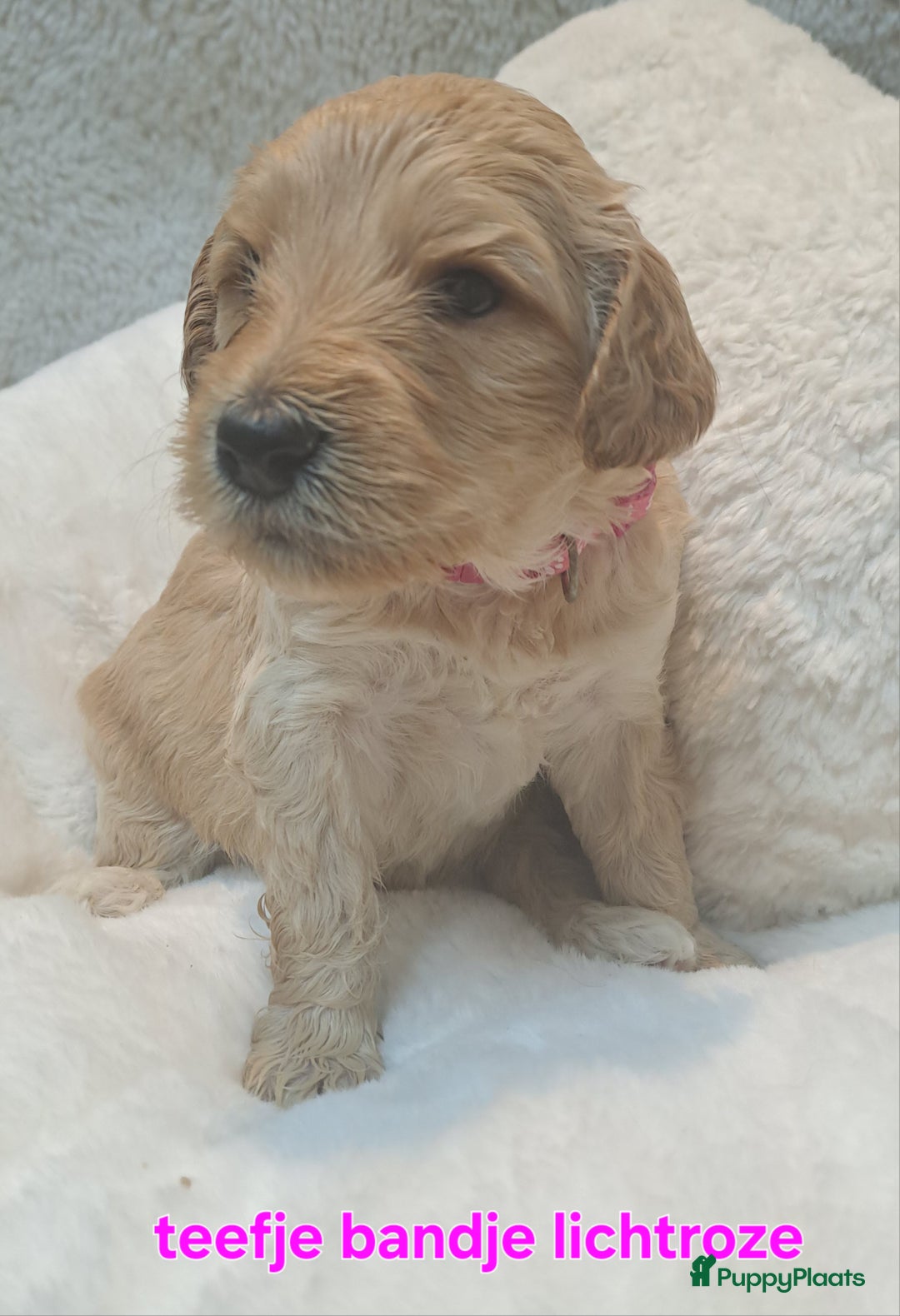 Australian Labradoodle honden te koop: Prachtige australian doodles pups  - Advertentie 16