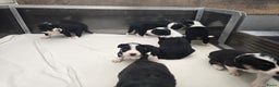 Border Collie honden te koop: Prachtige bordercolliepups met Isds stamboom - Advertentie 2
