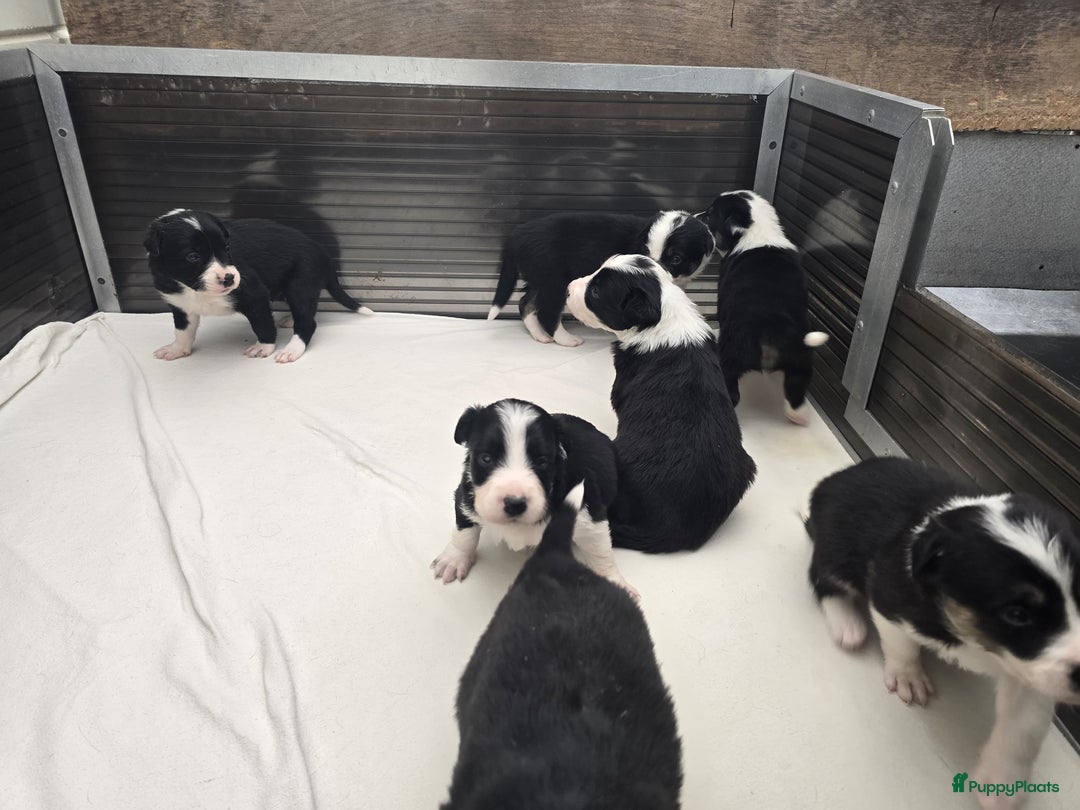 Border Collie honden te koop: Prachtige bordercolliepups met Isds stamboom - Advertentie 2