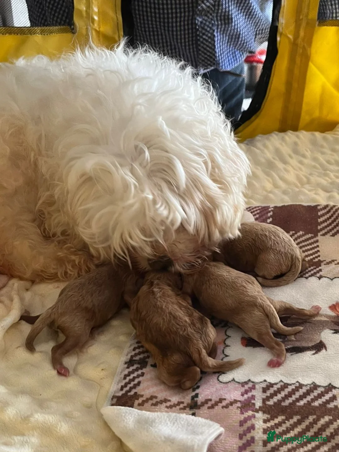 Maltipoo honden te koop: Maltipoopups  - Advertentie 14