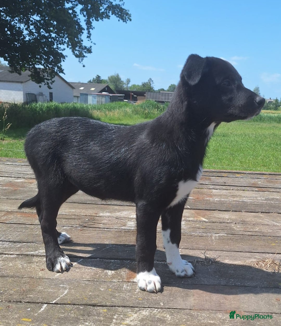 Border Collie honden te koop: 2 prachtige pups Border Collie x Australian Kelpie - Afbeelding 4