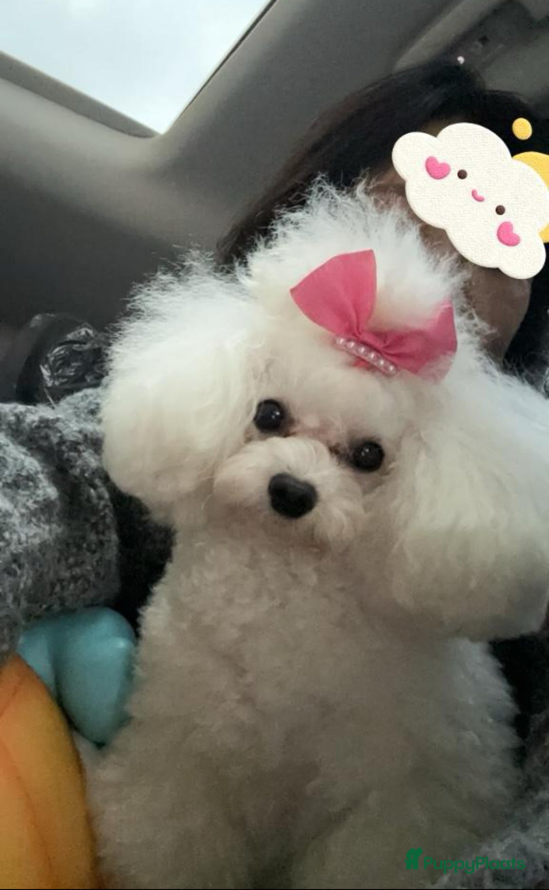 Poedel Toy honden te koop: Toy Poedel pups - Advertentie 3