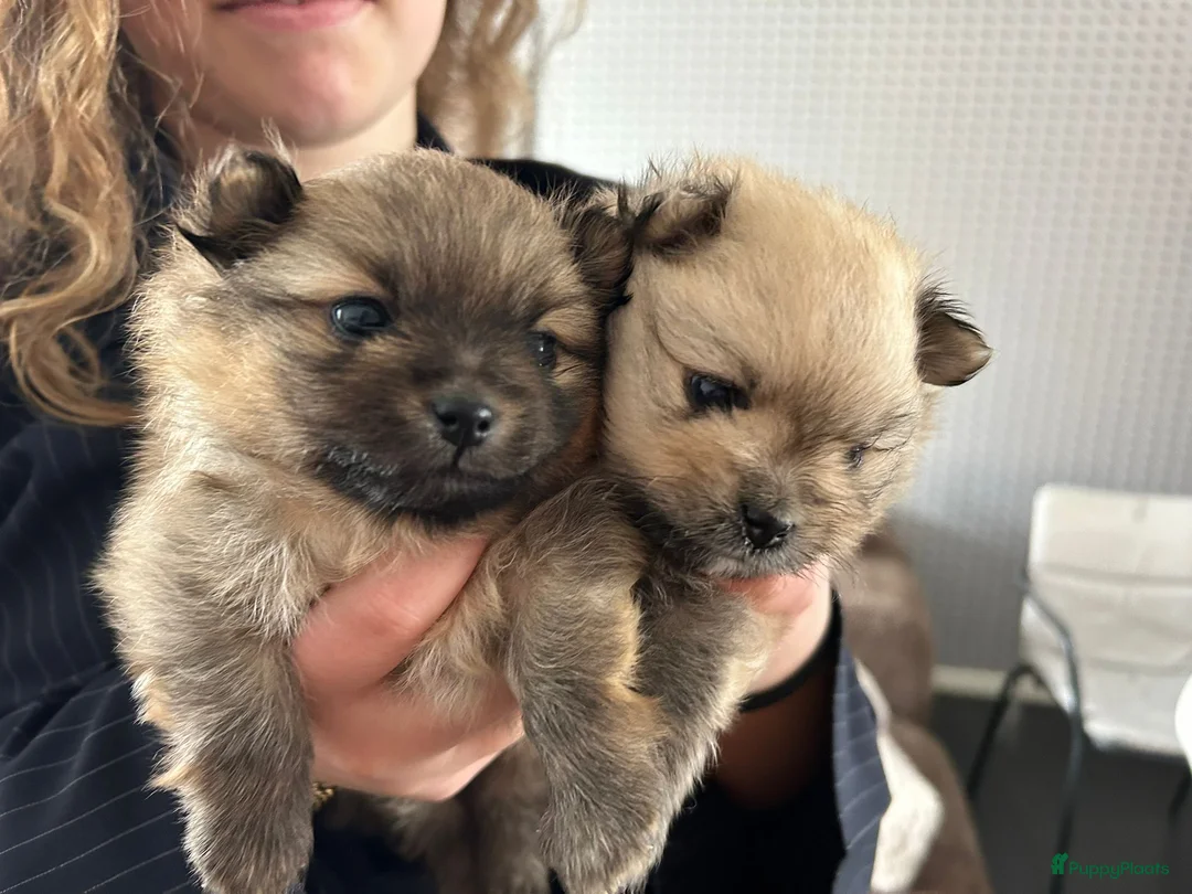 Kruising honden te koop: Mooi rustig reutje  - Advertentie 2