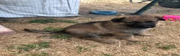 Kruising honden te koop: Duitse herder puppy’s  - Advertentie 8
