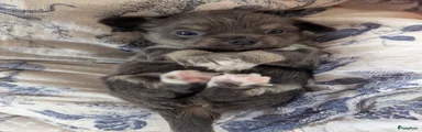 Chihuahua 1