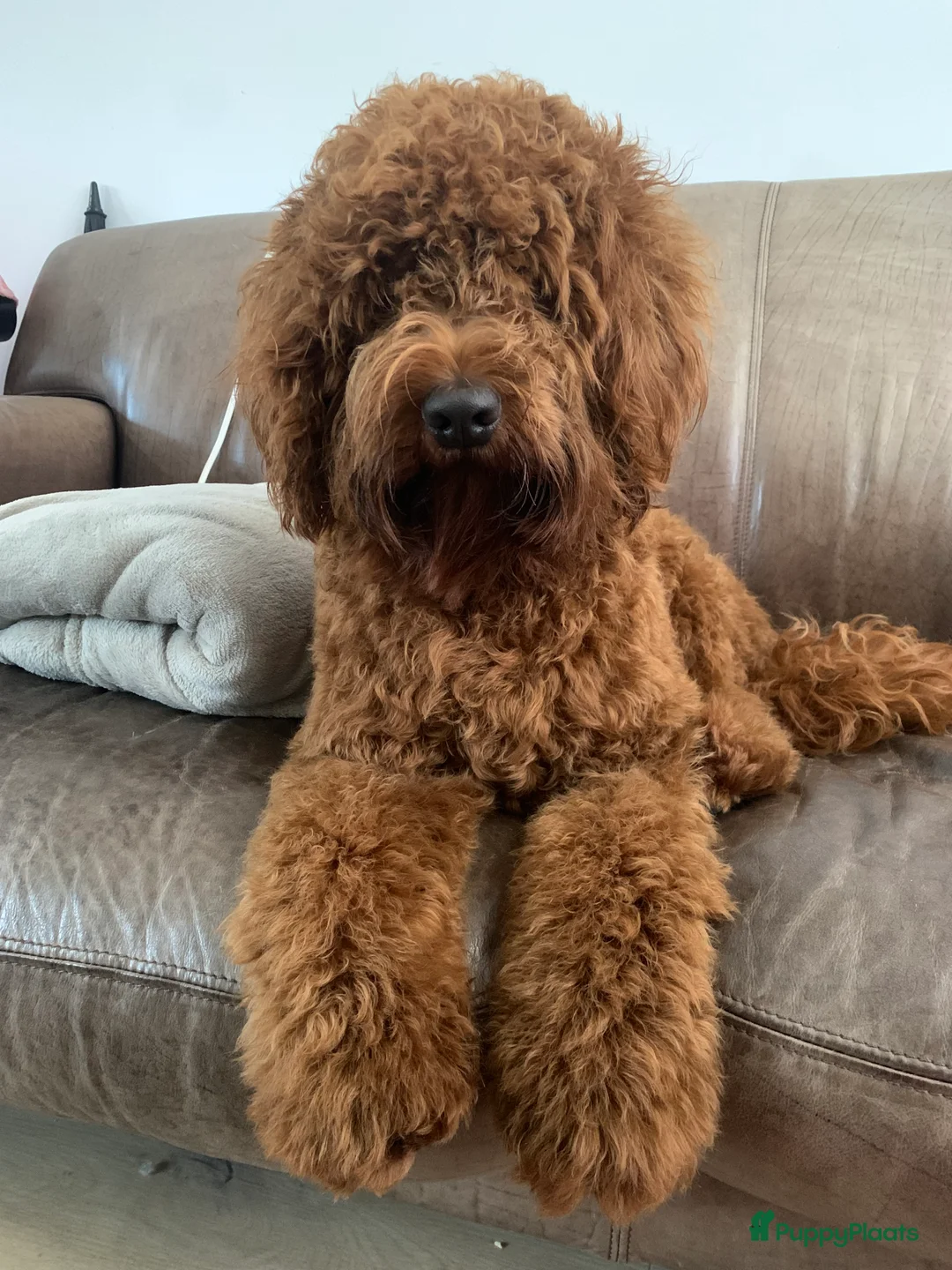 Australian Labradoodle honden ter dekking: Australian Labradoodle dekreu – volledig getest - Advertentie 11