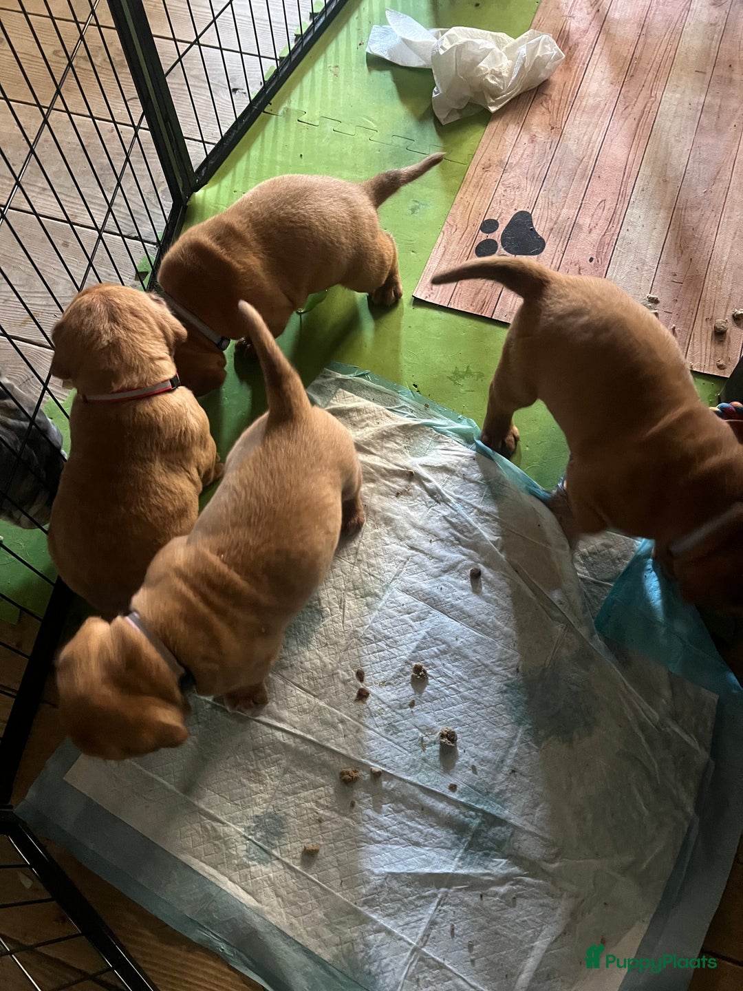 Bordeaux Dog honden te koop: Bordeauxdog puppy’s te koop in Lekkerkerk - Afbeelding 16
