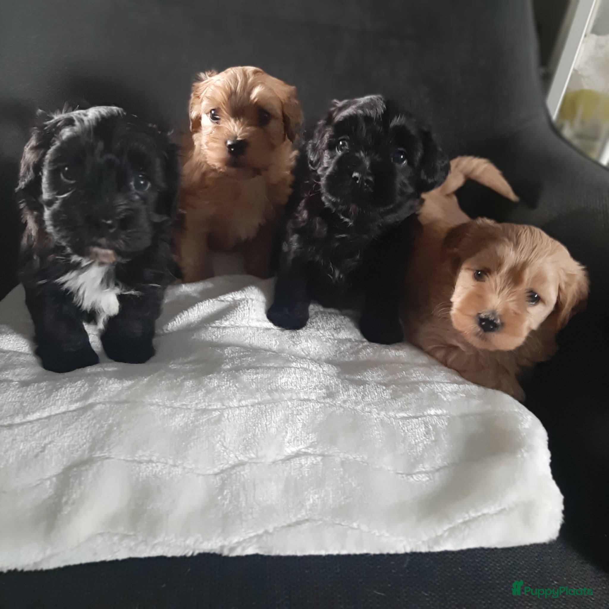 Havanezer honden Super mooie gezonde Havanezerpups met fci stamboom - Advertentie 1