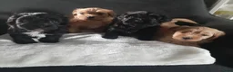 Havanezer honden te koop:  1 bruin/zwart/wit teefje beschikbaar fci stamboom - Advertentie 1