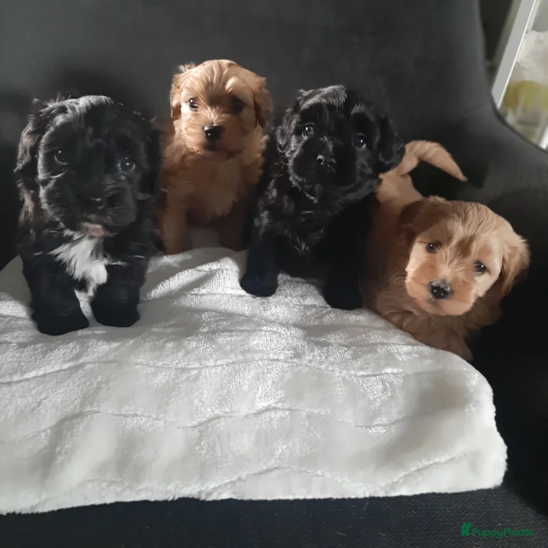 Havanezer honden te koop:  1 bruin/zwart/wit teefje beschikbaar fci stamboom - Advertentie 1