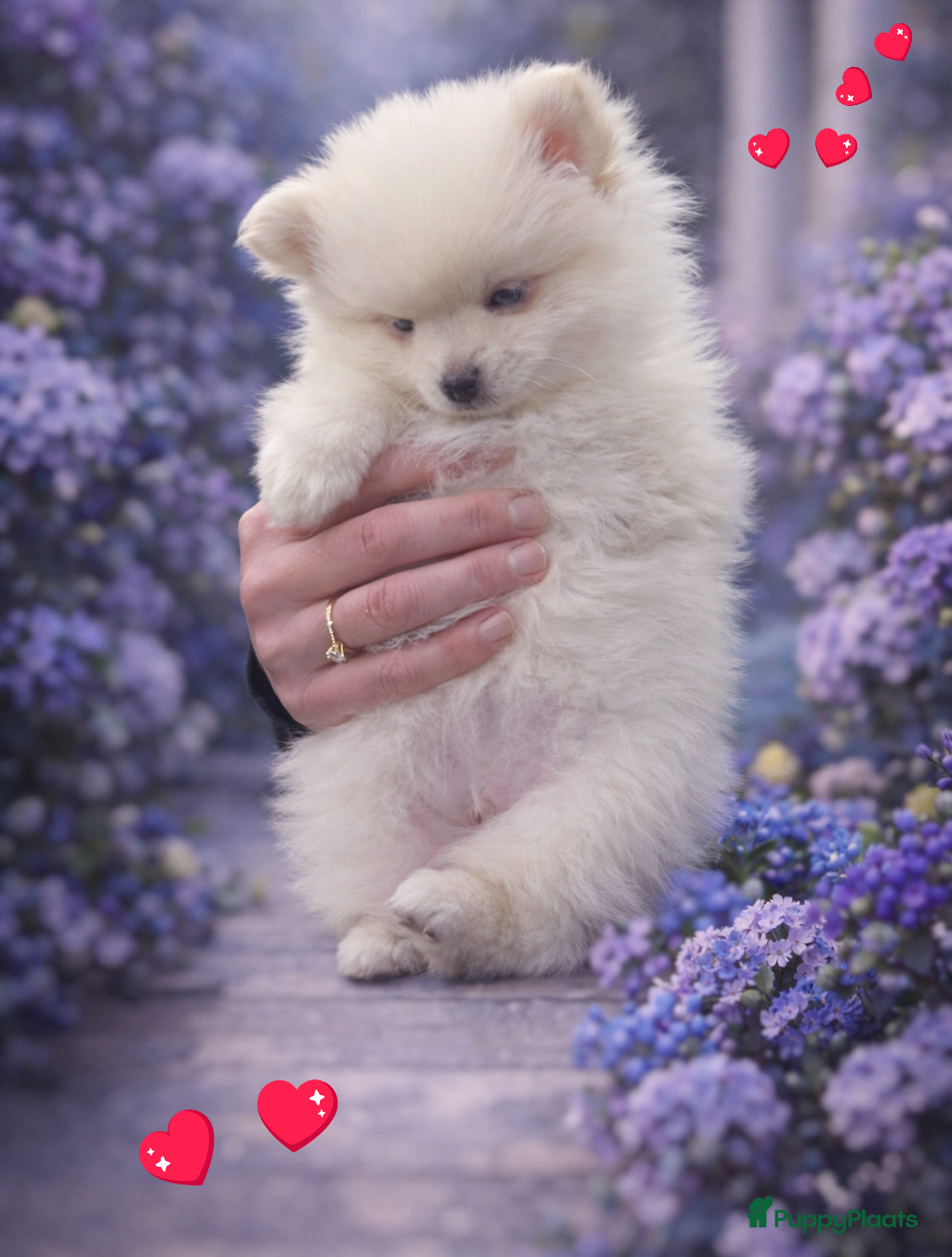 Pomchi honden SUPERSCHATTIGE POMCHIBEERTJES❤️NOG 1 REUTJE   - Advertentie 1