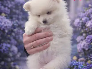 Pomchi honden SUPERSCHATTIGE POMCHIBEERTJES❤️NOG 1 REUTJE - Advertentie 1