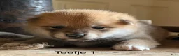 Shiba honden te koop: Bijzondere Shiba inu puppies - Advertentie 2