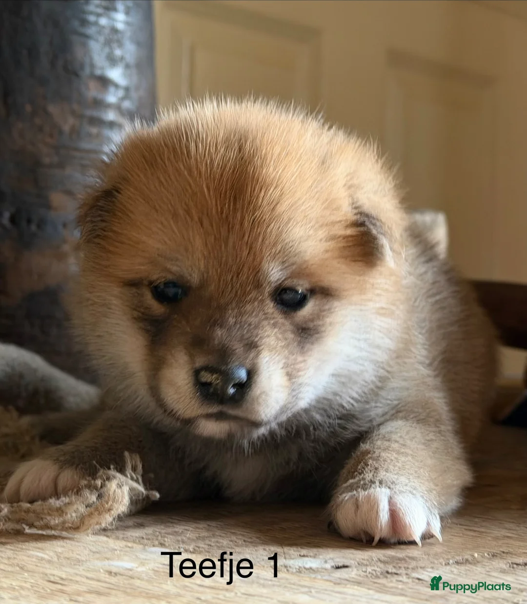 Shiba honden te koop: Bijzondere Shiba inu puppies - Advertentie 2