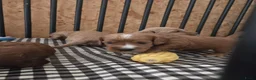 Cockapoo honden te koop: Cockapoo pups beschikbaar  - Advertentie 4
