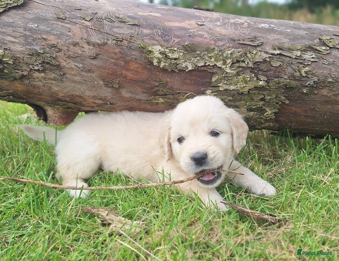 Golden Retriever honden te koop: Prachtige golden retriever pups stamboom  - Afbeelding 8