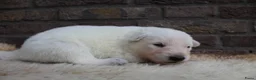 Zwitserse Witte Herdershond honden te koop: Zwitserse witte herder pups - Advertentie 4