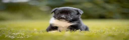Kruising honden te koop: Huskador pupjes (labrador x Husky) - Advertentie 13