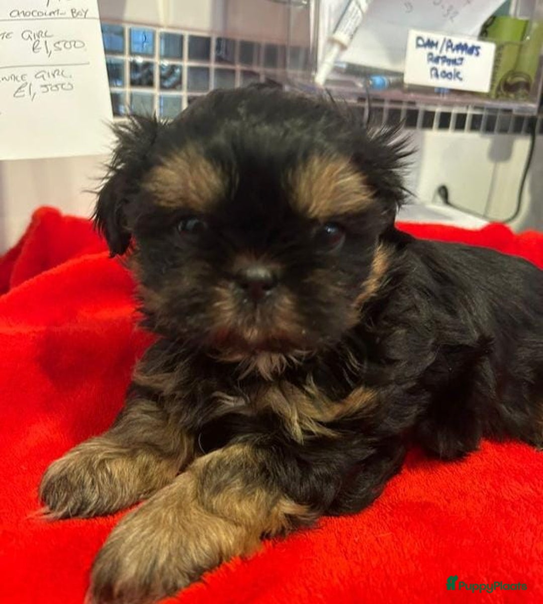 Shih Tzu honden te koop: Imperial Shih Tzu puppy's  - Advertentie 15