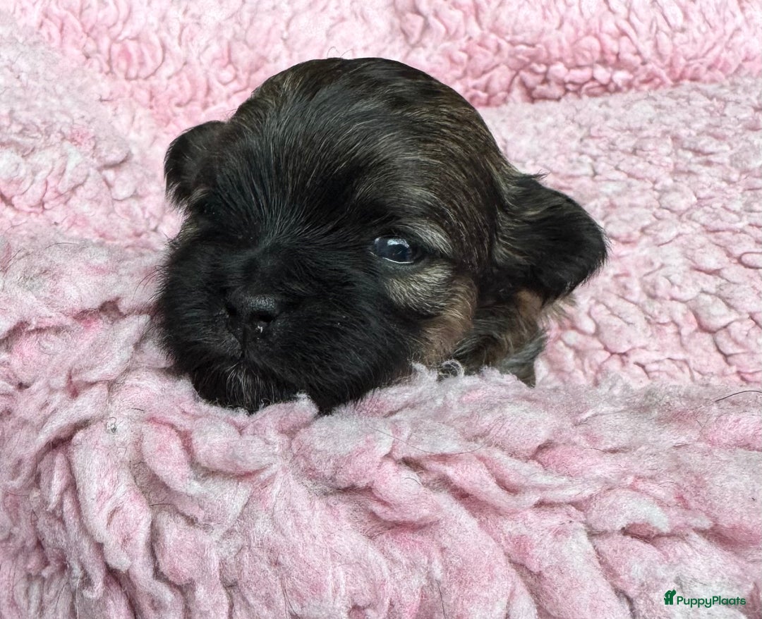 Bolonka Zwetna honden te koop: Bolonka Zwetna pups - kleine knuffels - Advertentie 4