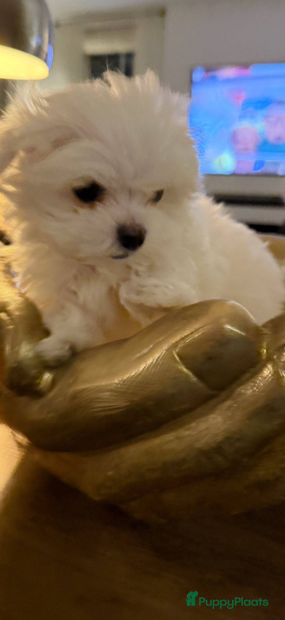 Maltezer honden te koop: Toy Maltezer pups - Advertentie 14