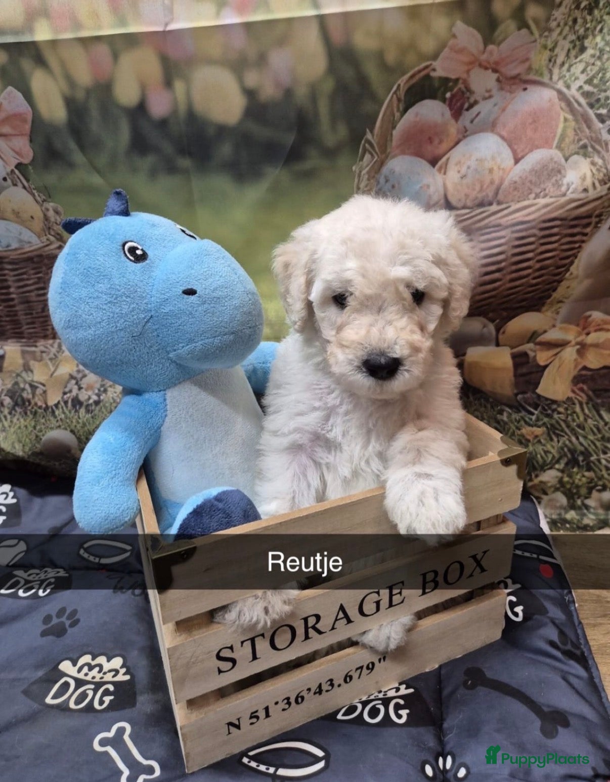 Kruising honden Mooie Labradoodle Pups te koop - Advertentie 5