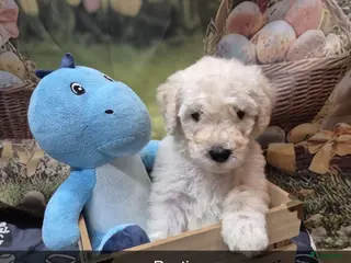 Kruising honden Mooie Labradoodle Pups te koop - Advertentie 5