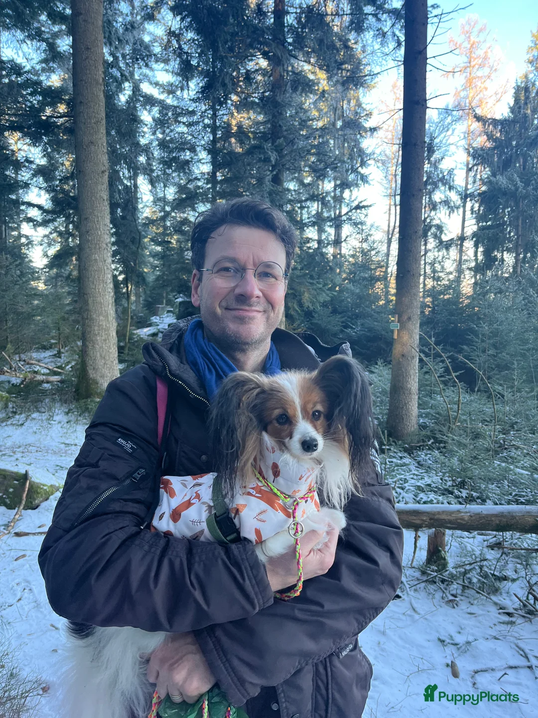 Vlinderhondje honden ter dekking: Nest verwacht eind februari met vlinderpups - Advertentie 4