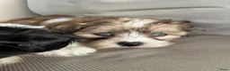Kruising honden te koop: Prachtige boomer pups  - Advertentie 18
