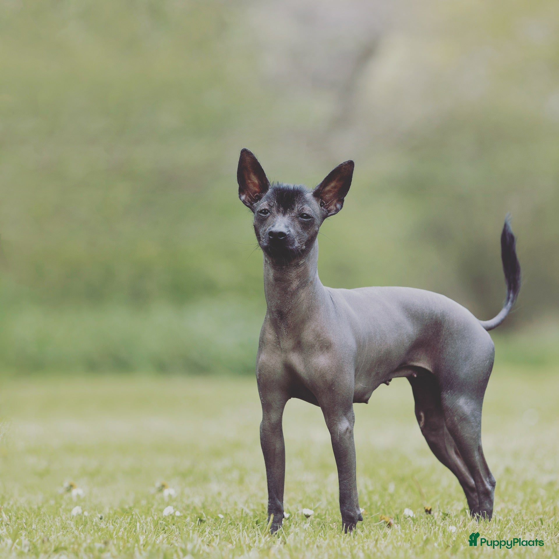 Mexicaanse Naakthond honden te koop: Mexicaanse naakthond miniatuur  - Advertentie 1