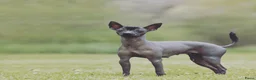 Mexicaanse Naakthond honden te koop: Mexicaanse naakthond miniatuur  - Advertentie 1