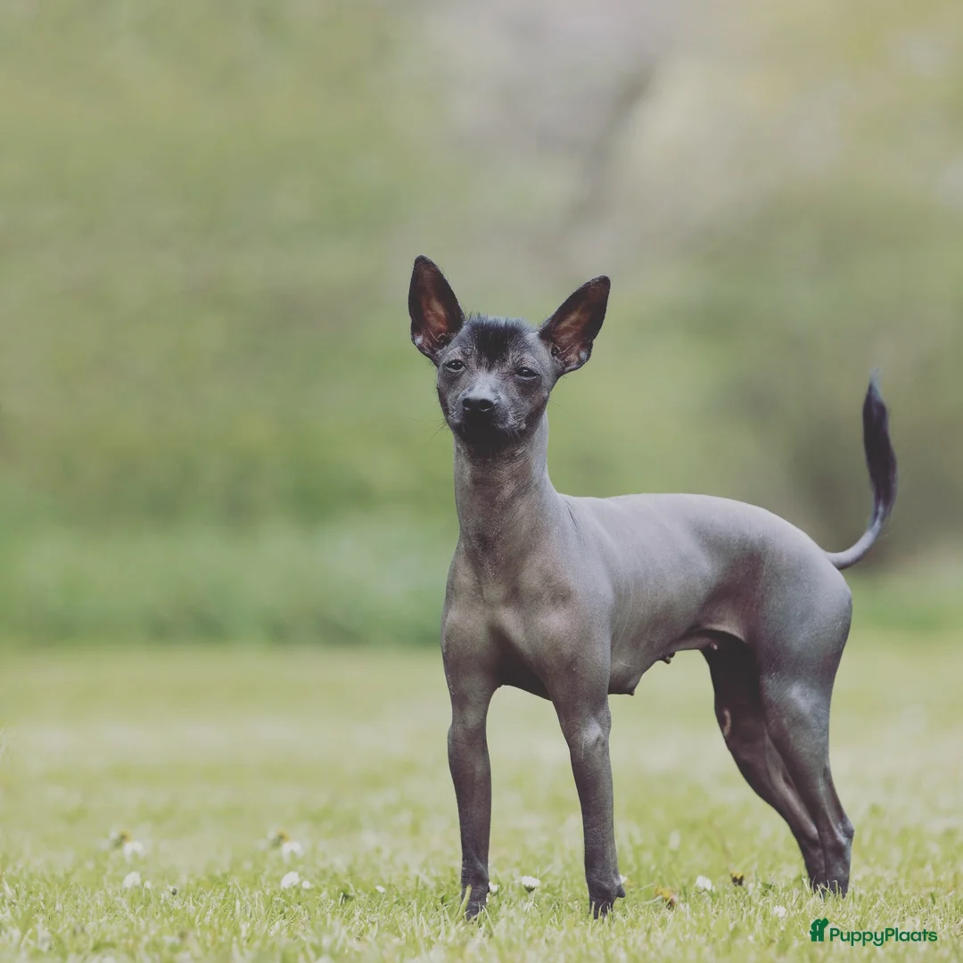 Mexicaanse Naakthond honden te koop: Mexicaanse naakthond miniatuur  - Advertentie 1