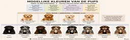 Kruising honden te koop: Aankondiging Australian Bernedoodle puppy's  - Advertentie 3