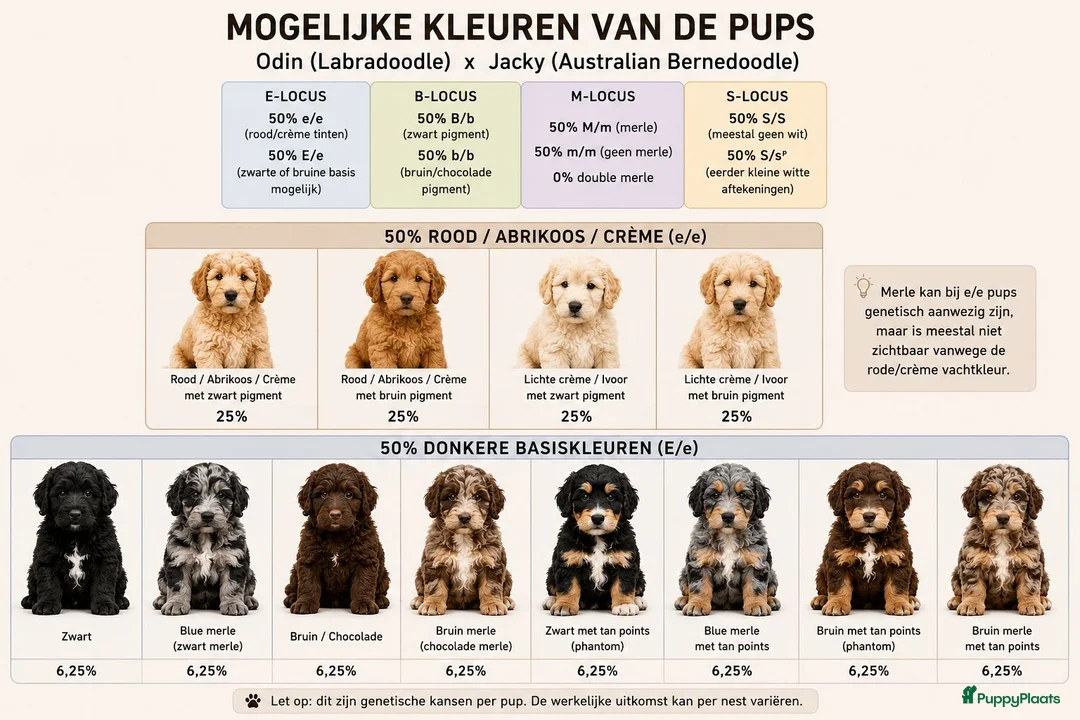 Kruising honden te koop: Aankondiging Australian Bernedoodle puppy's  - Advertentie 3