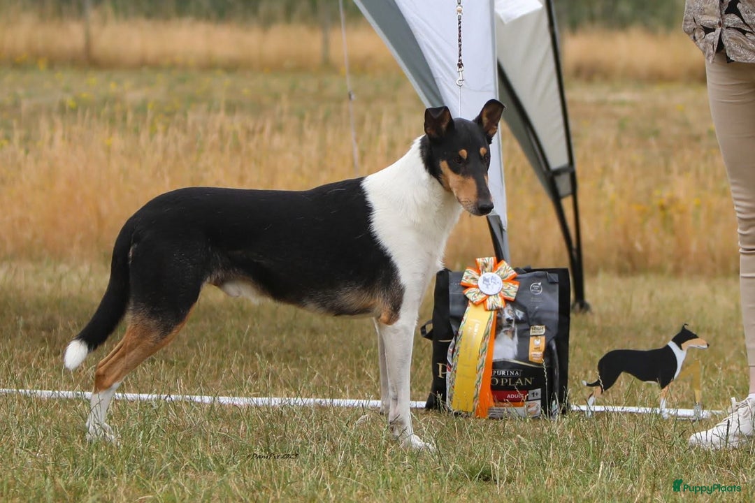 Schotse Herdershond korthaar honden te koop: Schotse Herdershond Korthaar pups met stamboom FCI - Advertentie 2