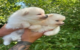 Pomeriaan honden te koop: Pomeriaan pups  - Afbeelding 2