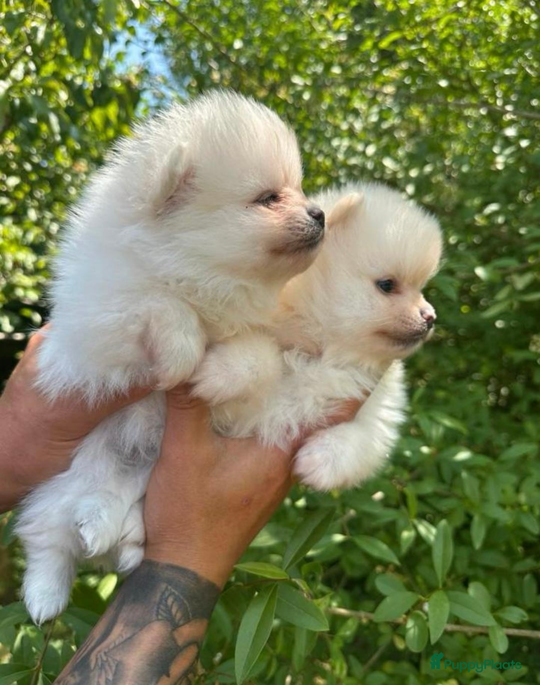 Pomeriaan honden te koop: Pomeriaan pups  - Afbeelding 2