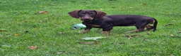 Ruwhaar Teckel honden te koop: Standaard ruwhaar Teckels - Advertentie 6
