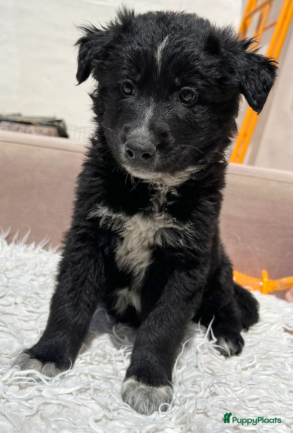 Kruising honden Zeno deze knappe jongen is opzoek naar een vriend - Advertentie 1