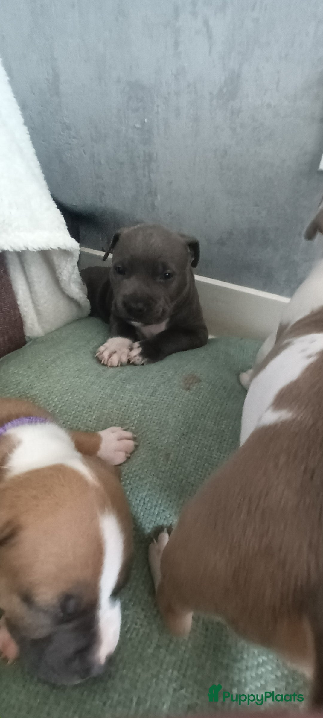 American Staffordshire Terriër honden te koop: beautiful Puppies for sale   - Afbeelding 4