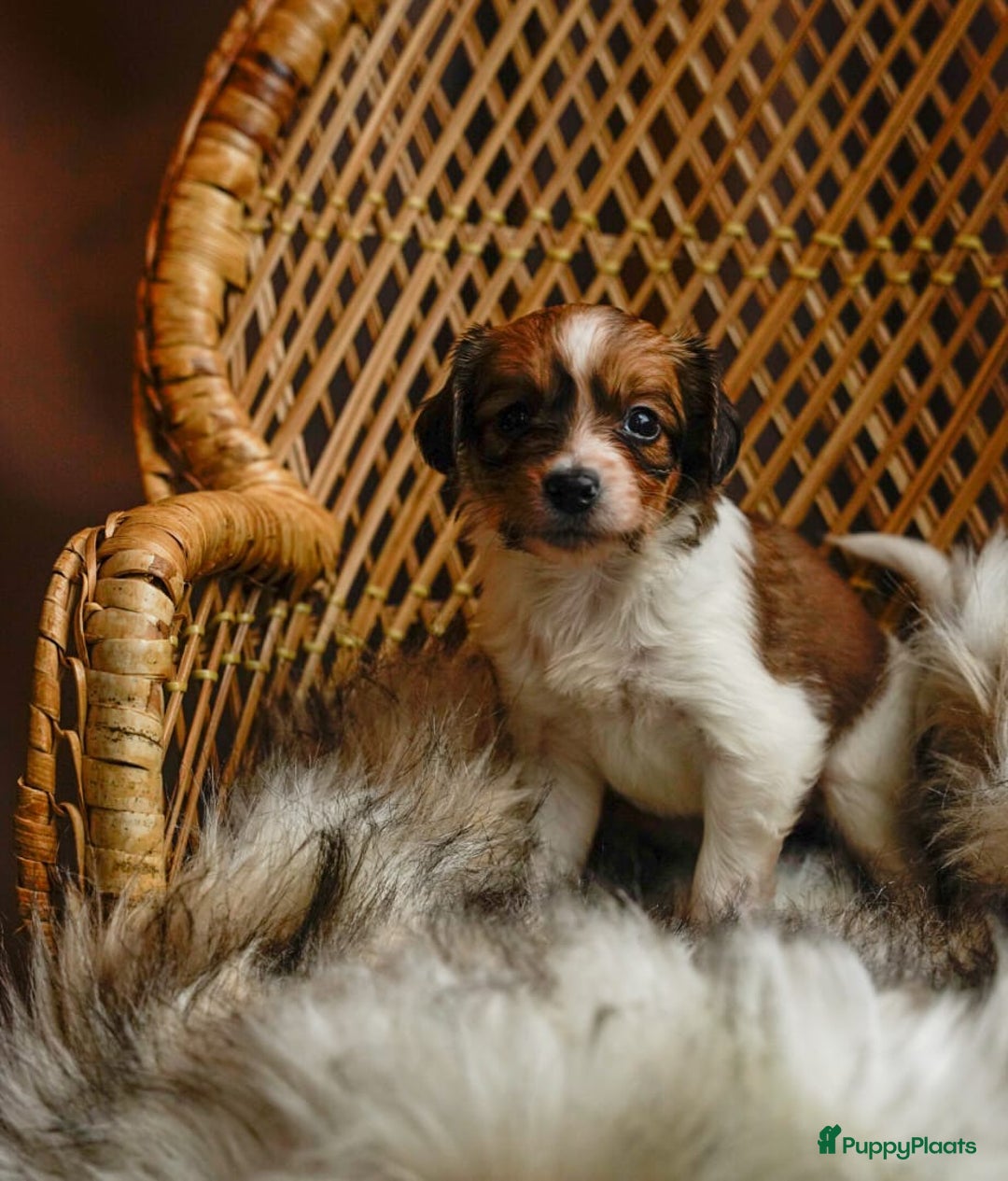 Kooikerhondje honden te koop: 8 week oude kooikerpups op zoek naar warm thuis. - Advertentie 18