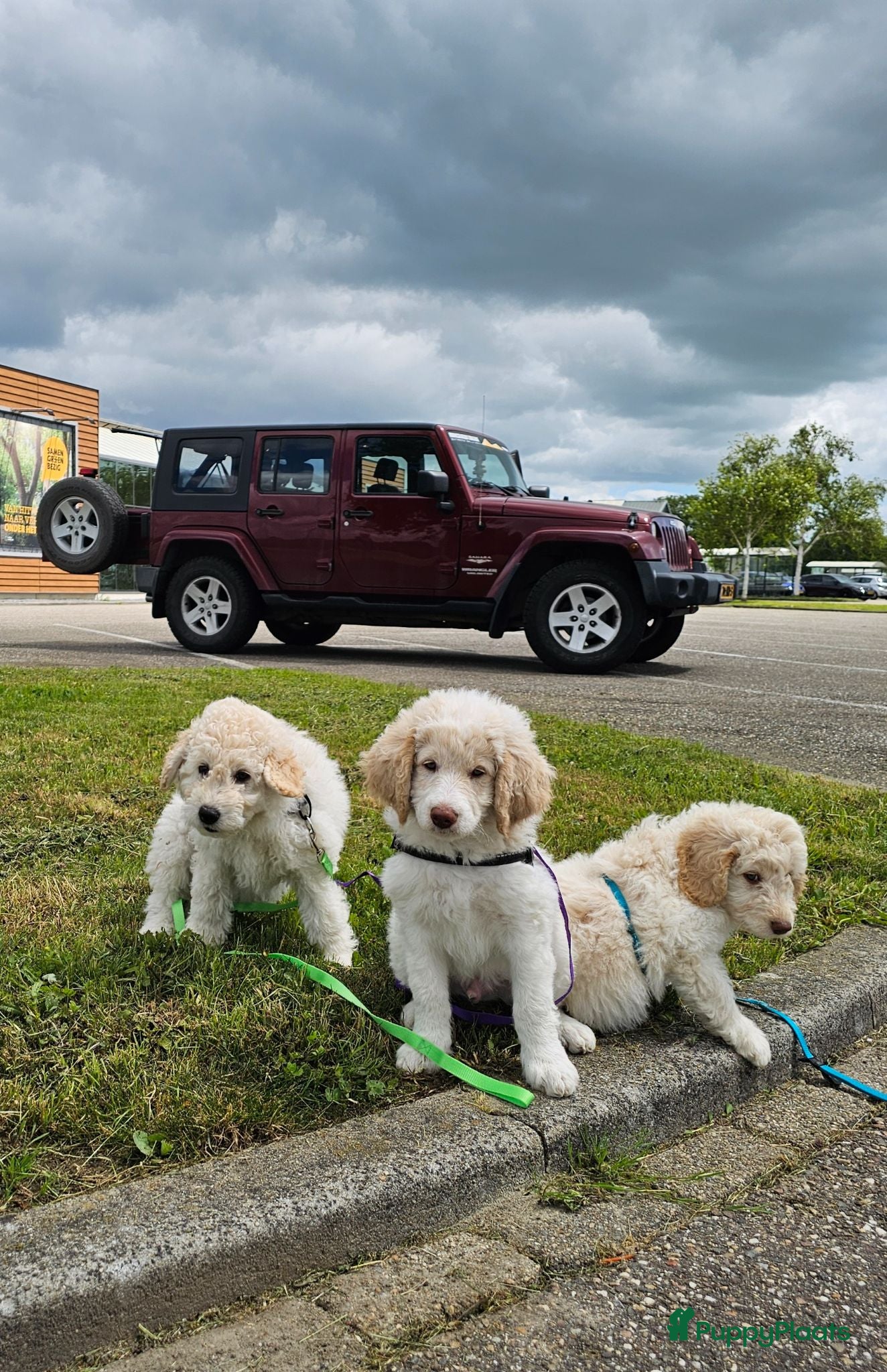 Kruising honden Wit medium doodle teefje!! - Advertentie 2