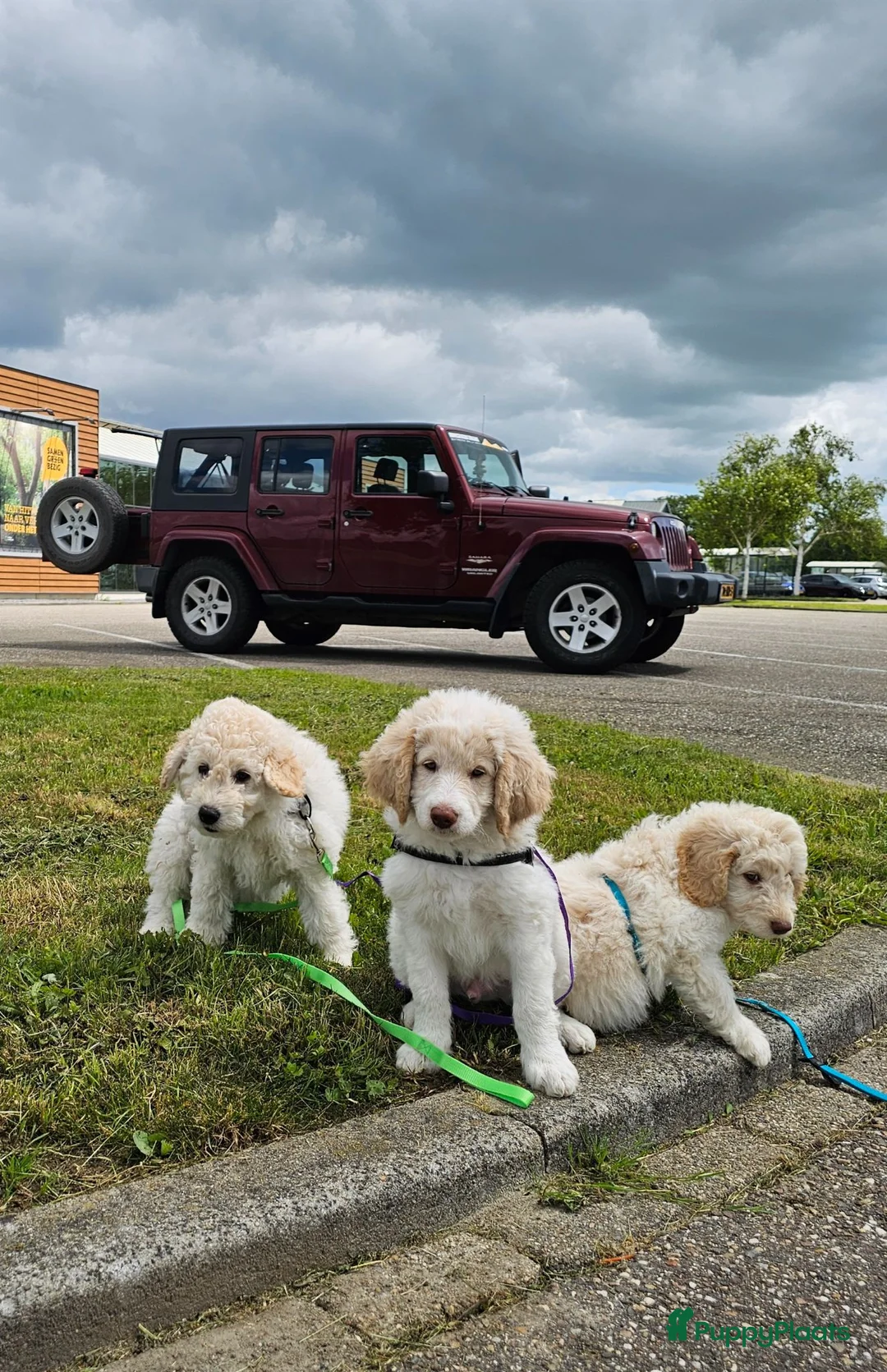 Kruising honden te koop: Wit medium doodle teefje!! - Advertentie 2
