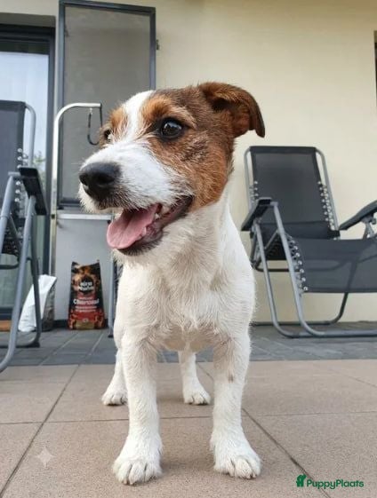 Poedel Toy honden Jack Russell pups - Advertentie 2