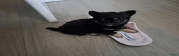 Chihuahua honden te koop: Zeer mooie chihuahua pupjes  - Advertentie 7