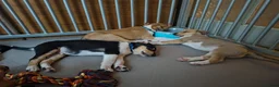 Schotse Herdershond korthaar honden te koop: Schotse herdershond korthaar pups - Advertentie 21