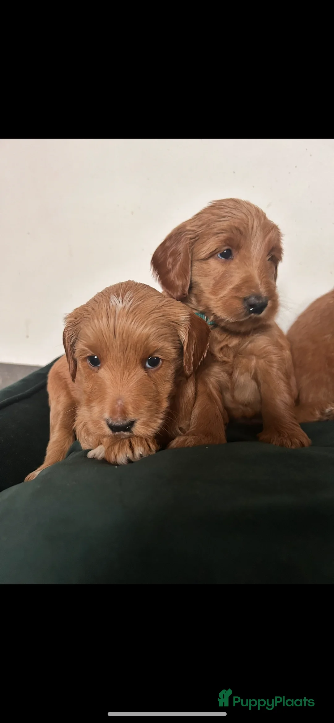 Australian Labradoodle honden te koop: Medium Cobberdog/Australian Labradoodle nestaank - Advertentie 37